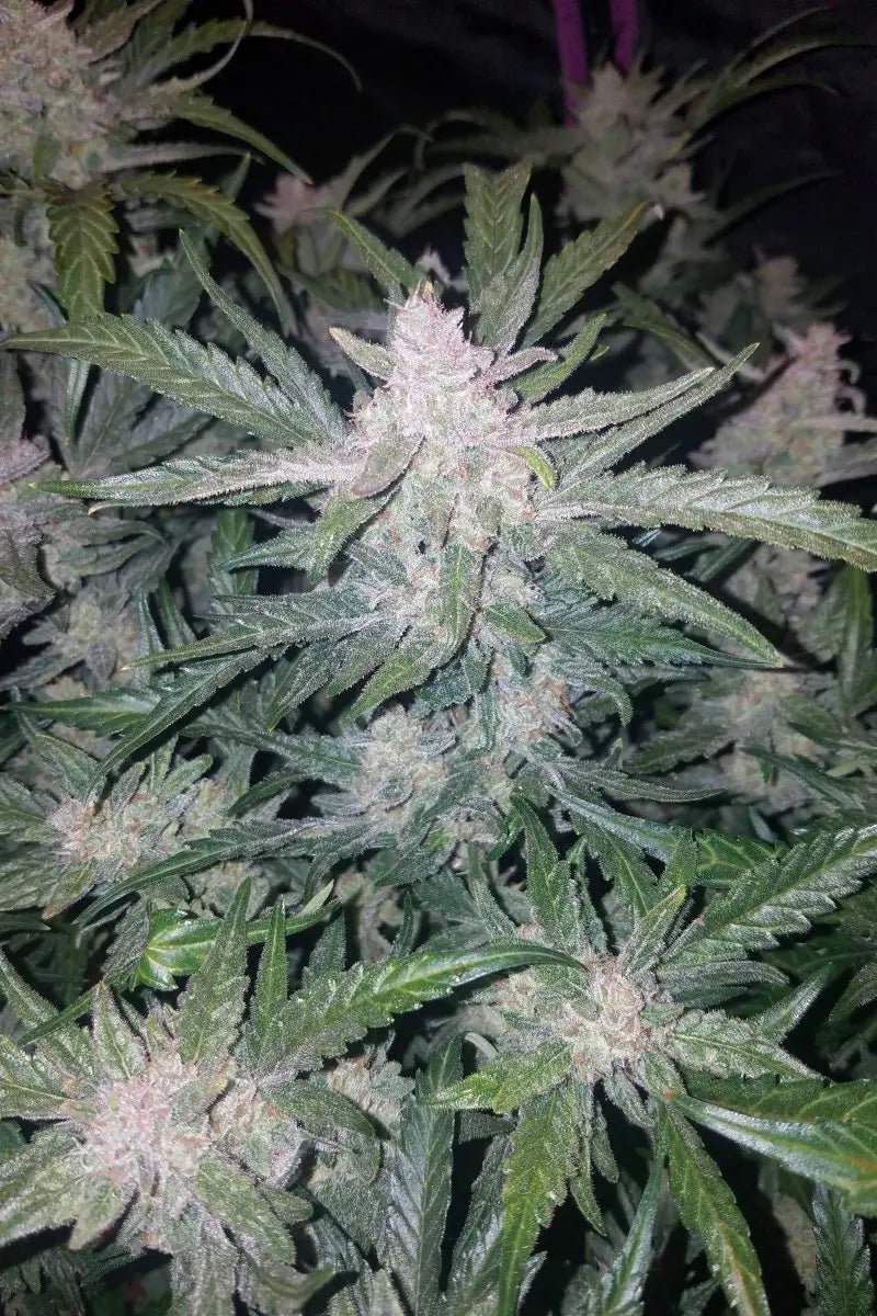 Mexican Airlines Auto FASTBUDS