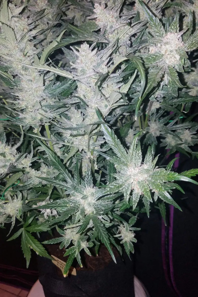 Mexican Airlines Auto FASTBUDS