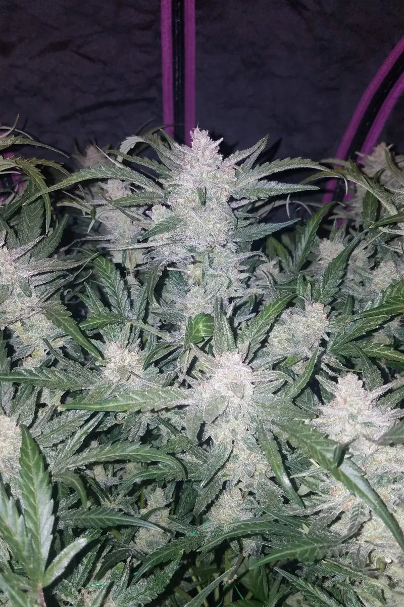 Mexican Airlines Auto FASTBUDS