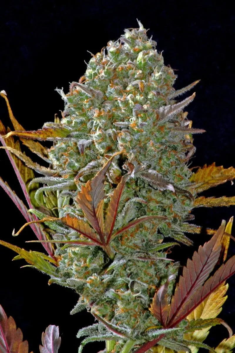 Pineapple Express Auto FASTBUDS