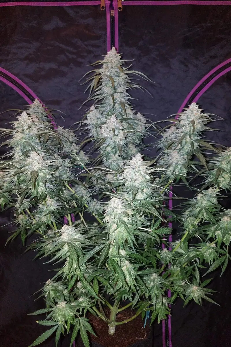 Pineapple Express Auto FASTBUDS