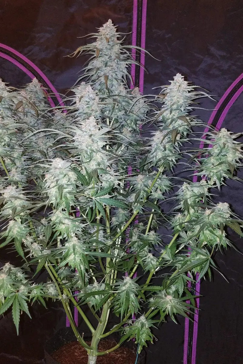 Pineapple Express Auto FASTBUDS