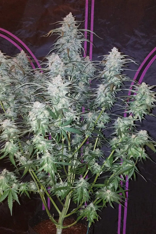 Pineapple Express Auto FASTBUDS