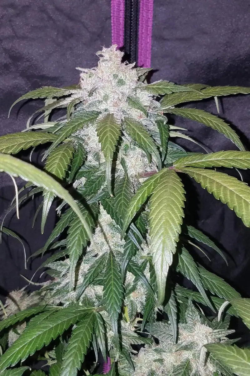 Pineapple Express Auto FASTBUDS