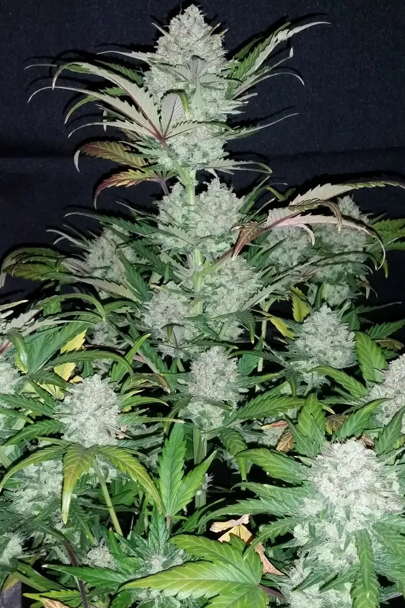 Pineapple Express Auto FASTBUDS