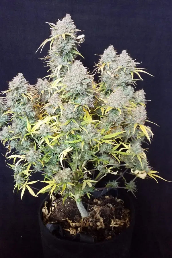 Six Shooter Auto FASTBUDS