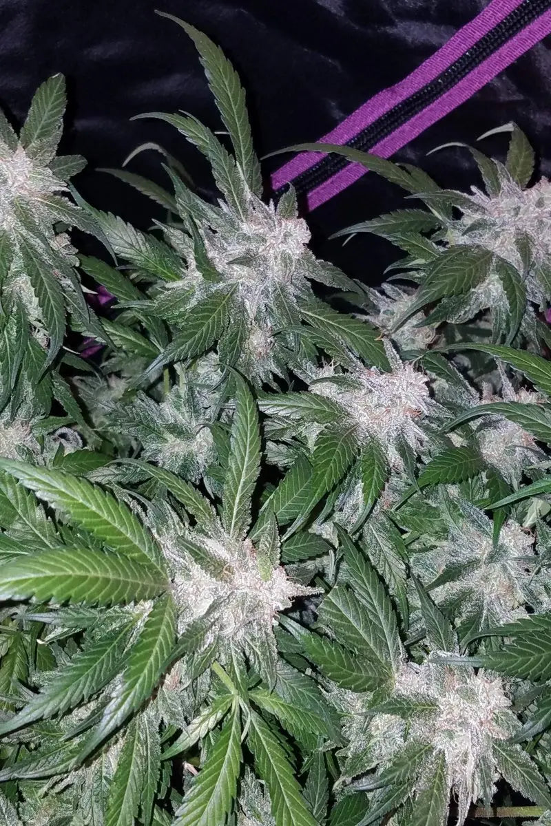Tangie Auto FASTBUDS