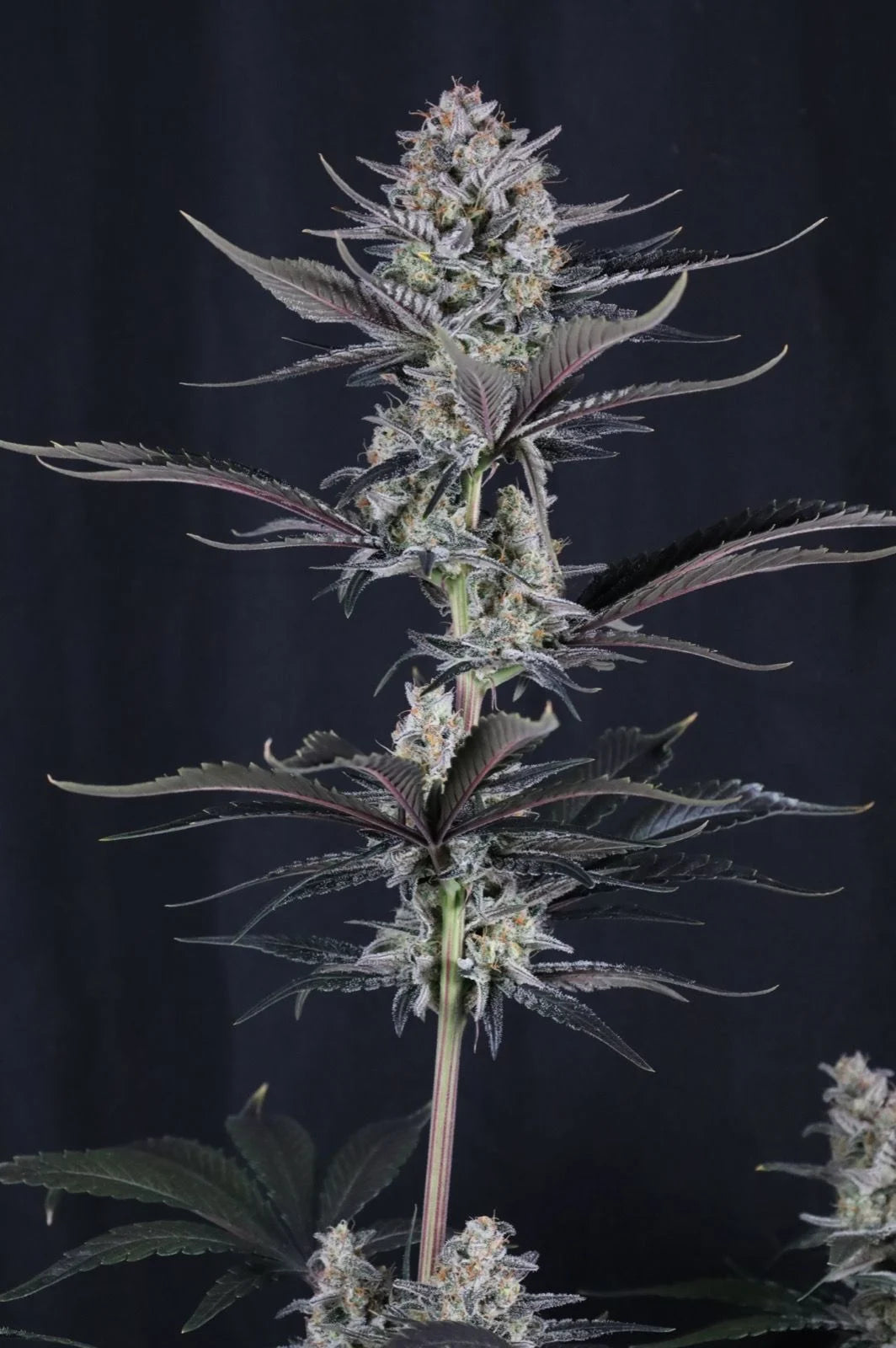 Mendo Guava Auto 2+1 FREE