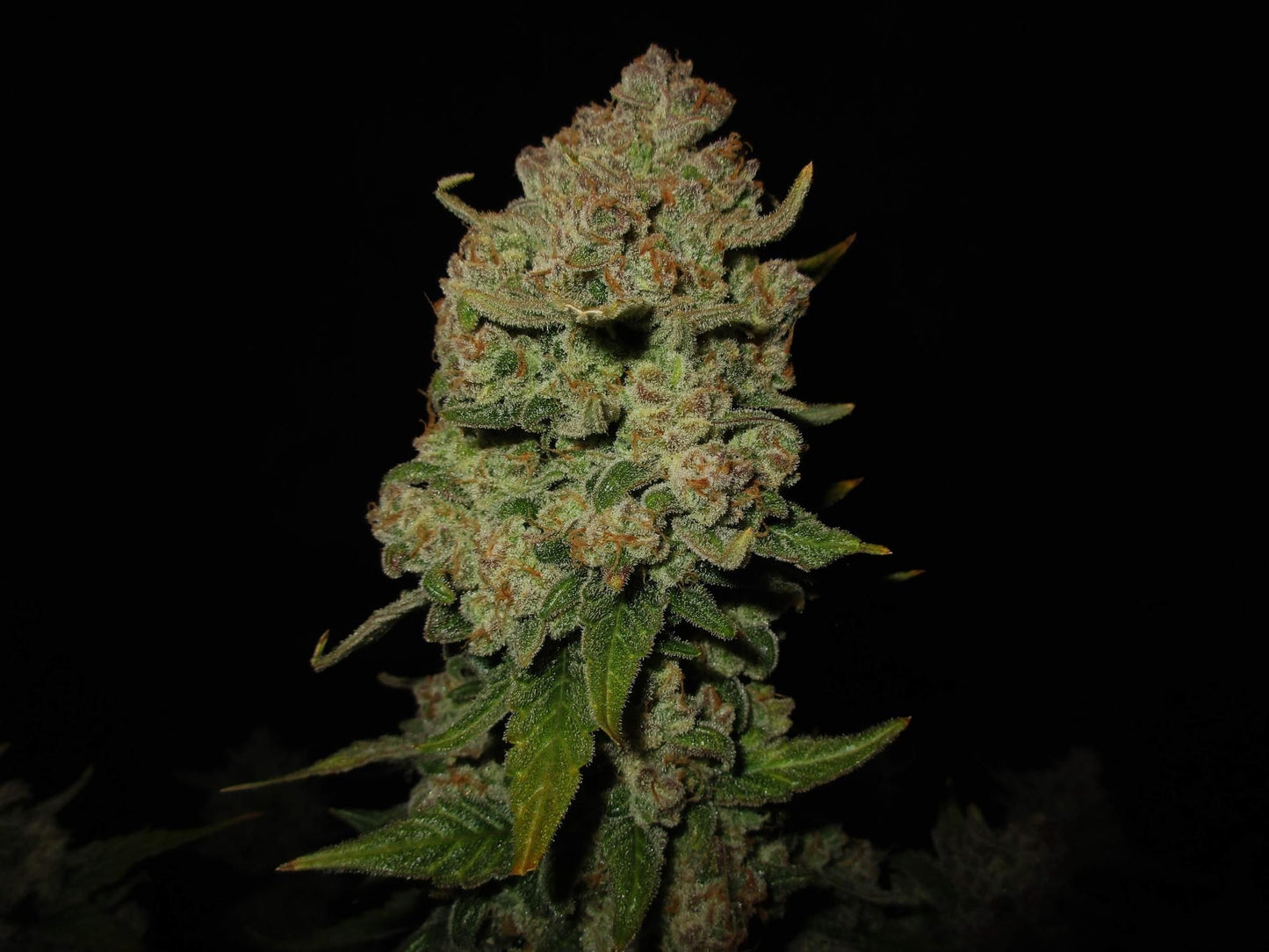 Papaya Cookies Auto™