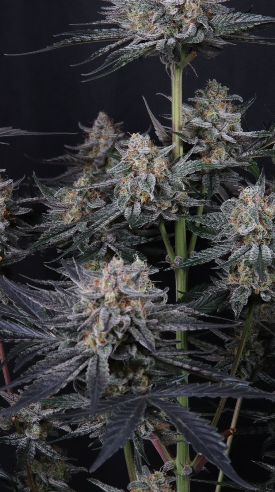 Mendo Guava Auto 2+1 FREE