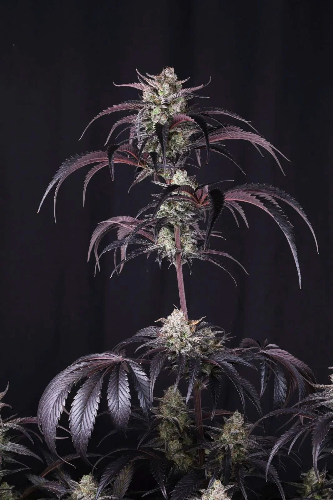 Strawberry Gorilla Auto RF3 - 2+1  free
