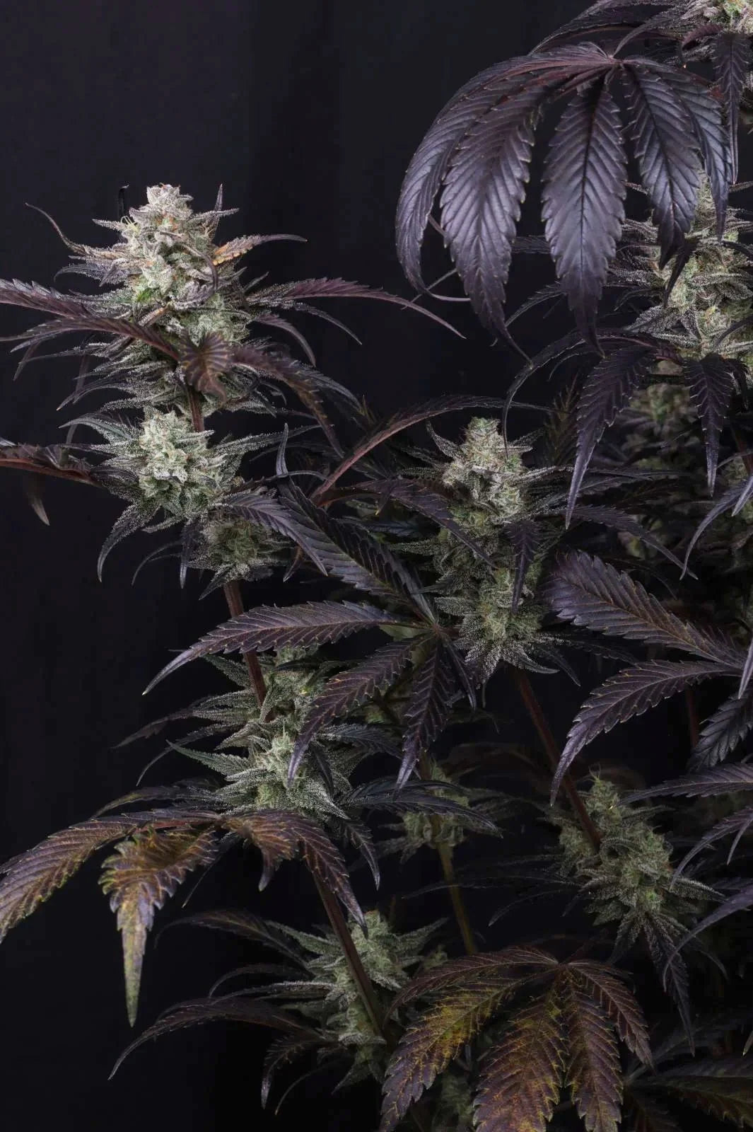 Strawberry Gorilla Auto RF3 - 2+1  free