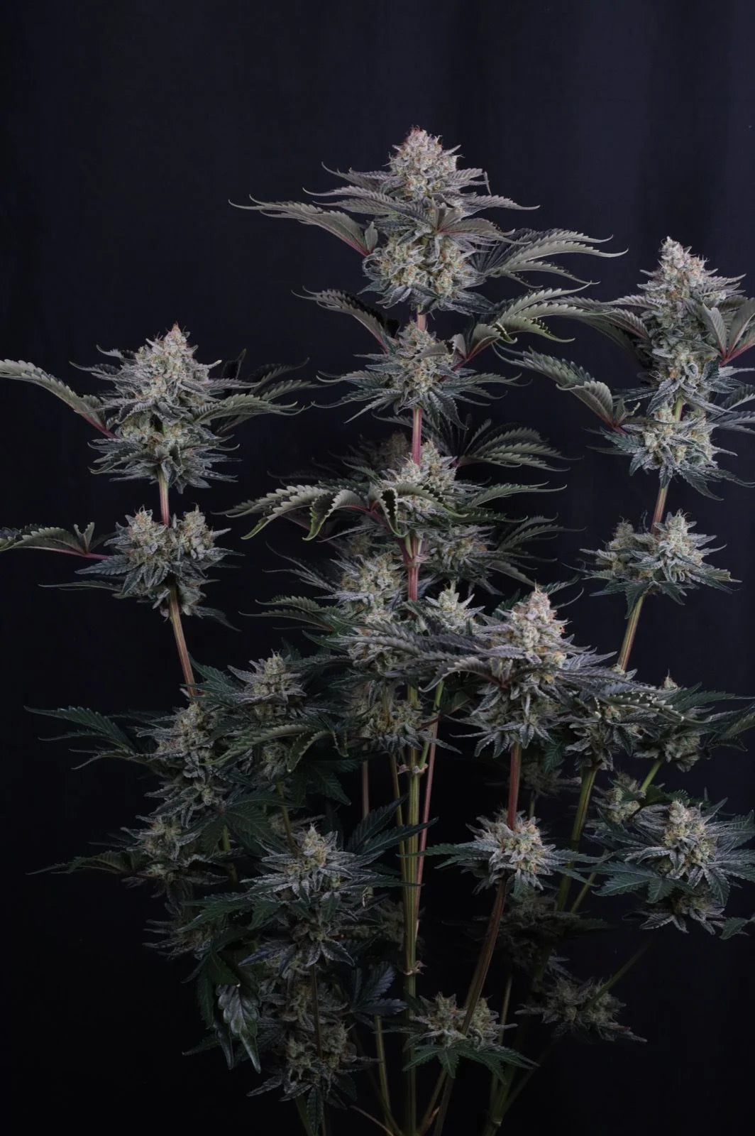 Mendo Frost Auto 2+1 FREE
