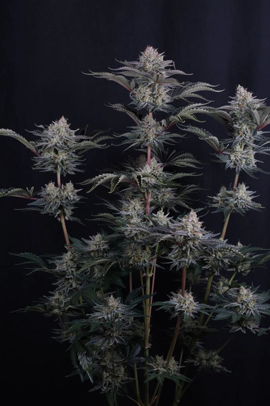 Mendo Frost Auto 2+1 FREE