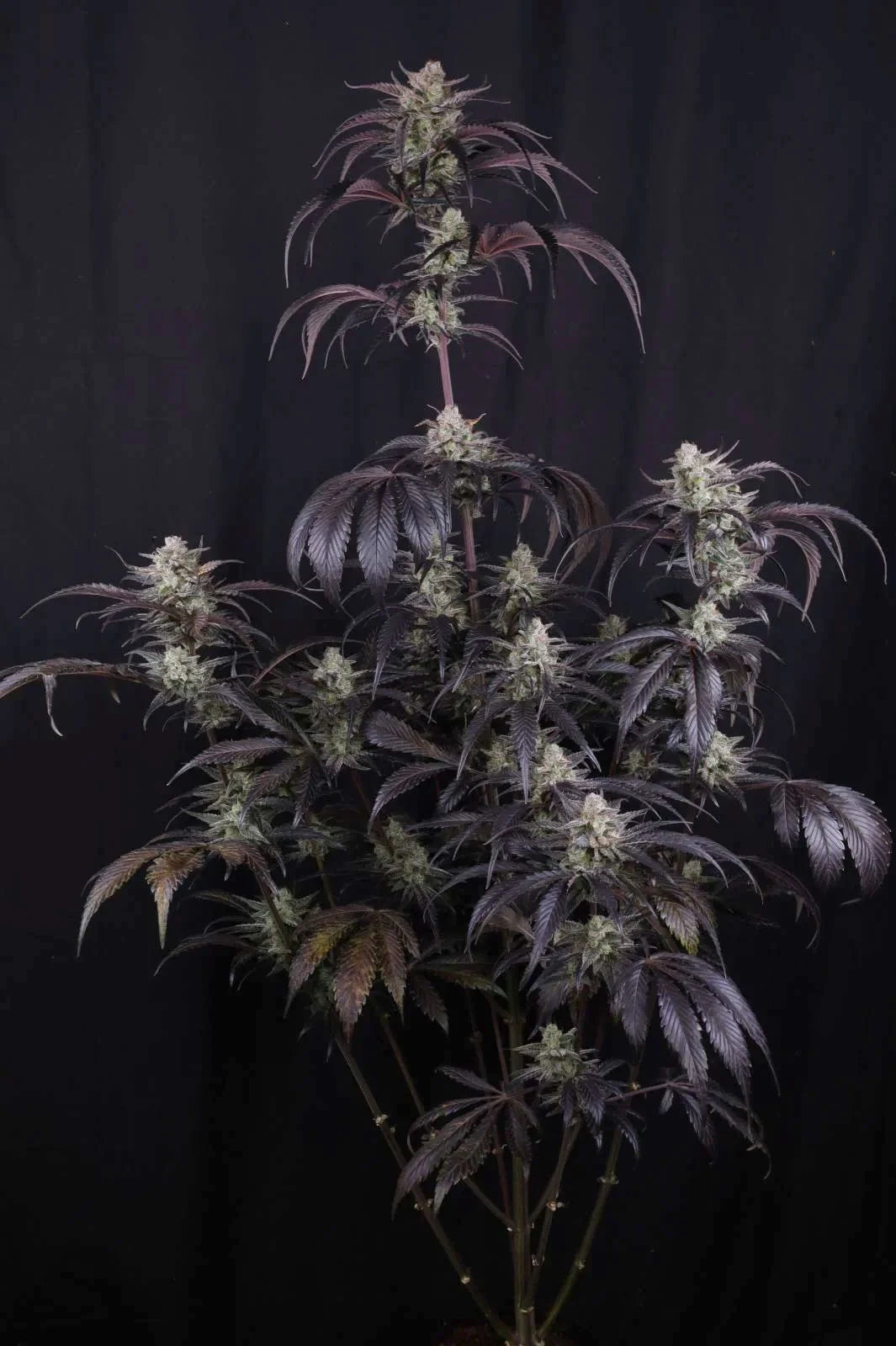 Strawberry Gorilla Auto RF3 - 2+1  free