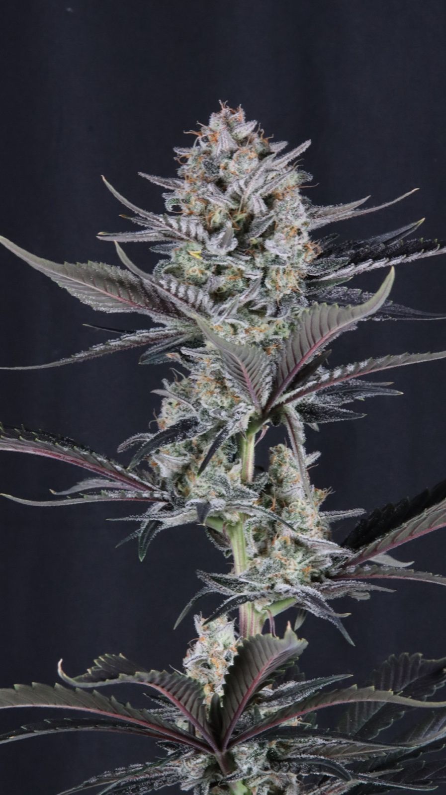 Mendo Guava Auto 2+1 FREE