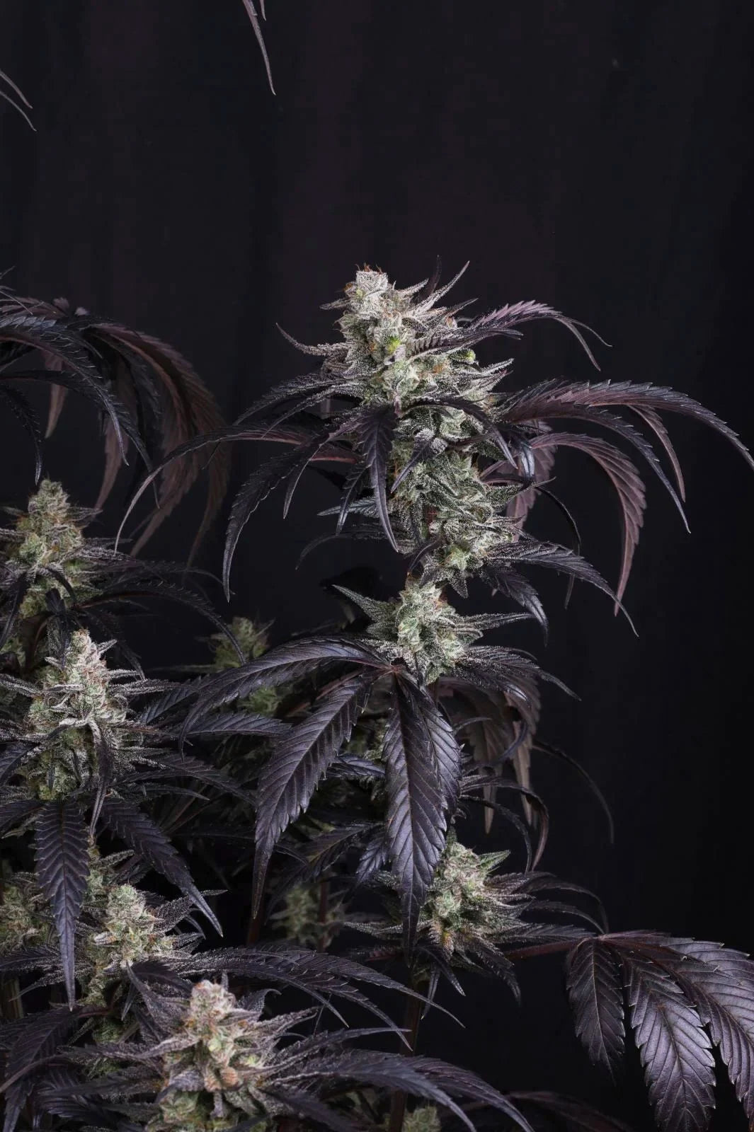 Strawberry Gorilla Auto RF3 - 2+1  free