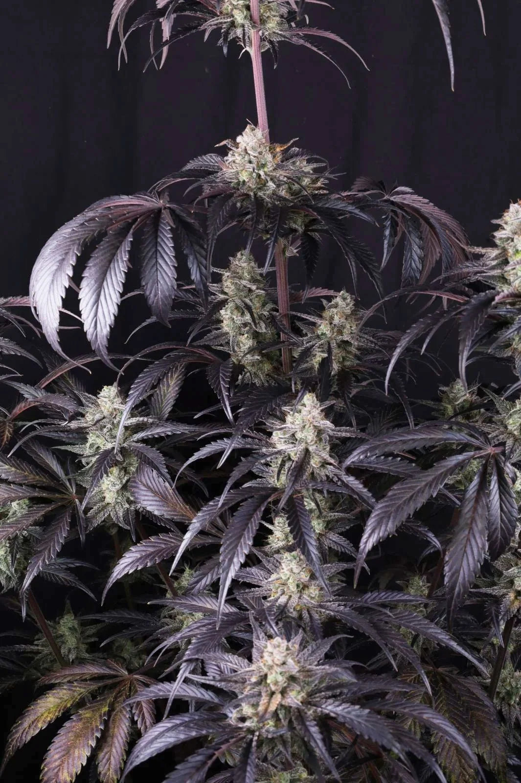 Strawberry Gorilla Auto RF3 - 2+1  free