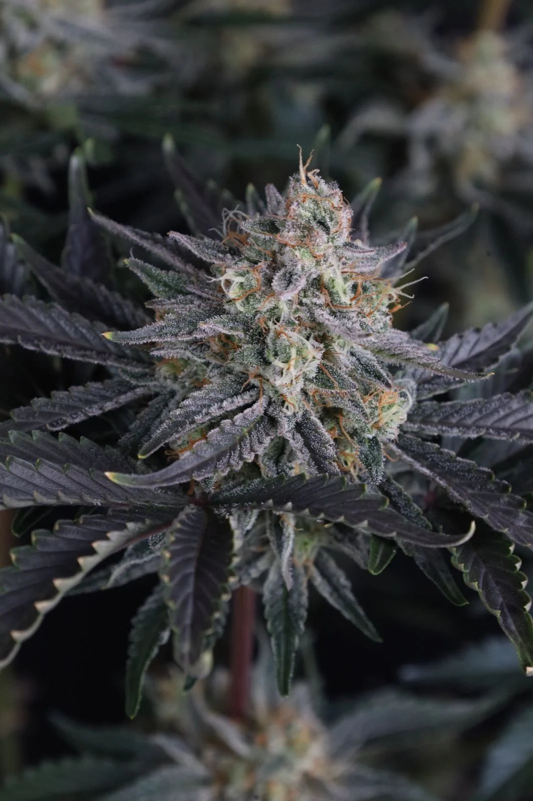 Mendo Frost Auto 2+1 FREE