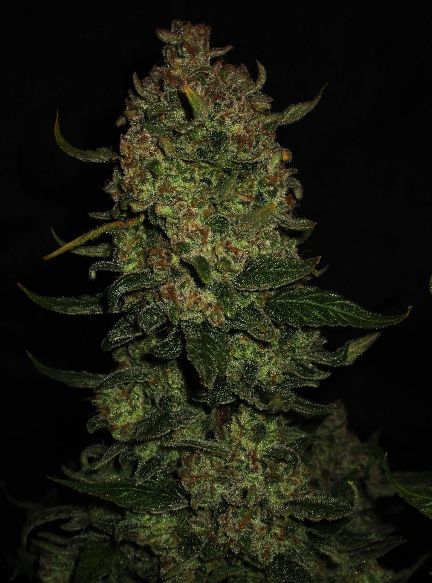 Papaya Cookies Auto™