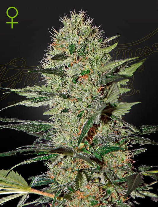 EXODUS CHEESE AUTO (FEMINISED) Exodus Cheese x Ruderalis Tree Of Life Growshop - Gozo