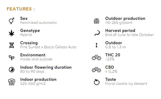 PINK SUNSET AUTO BY SHERBINSKIS Silent Seeds