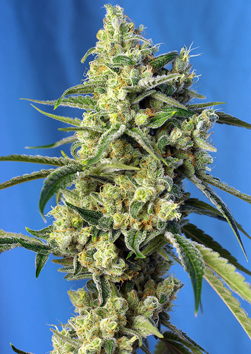 SWEET AMNESIA haze