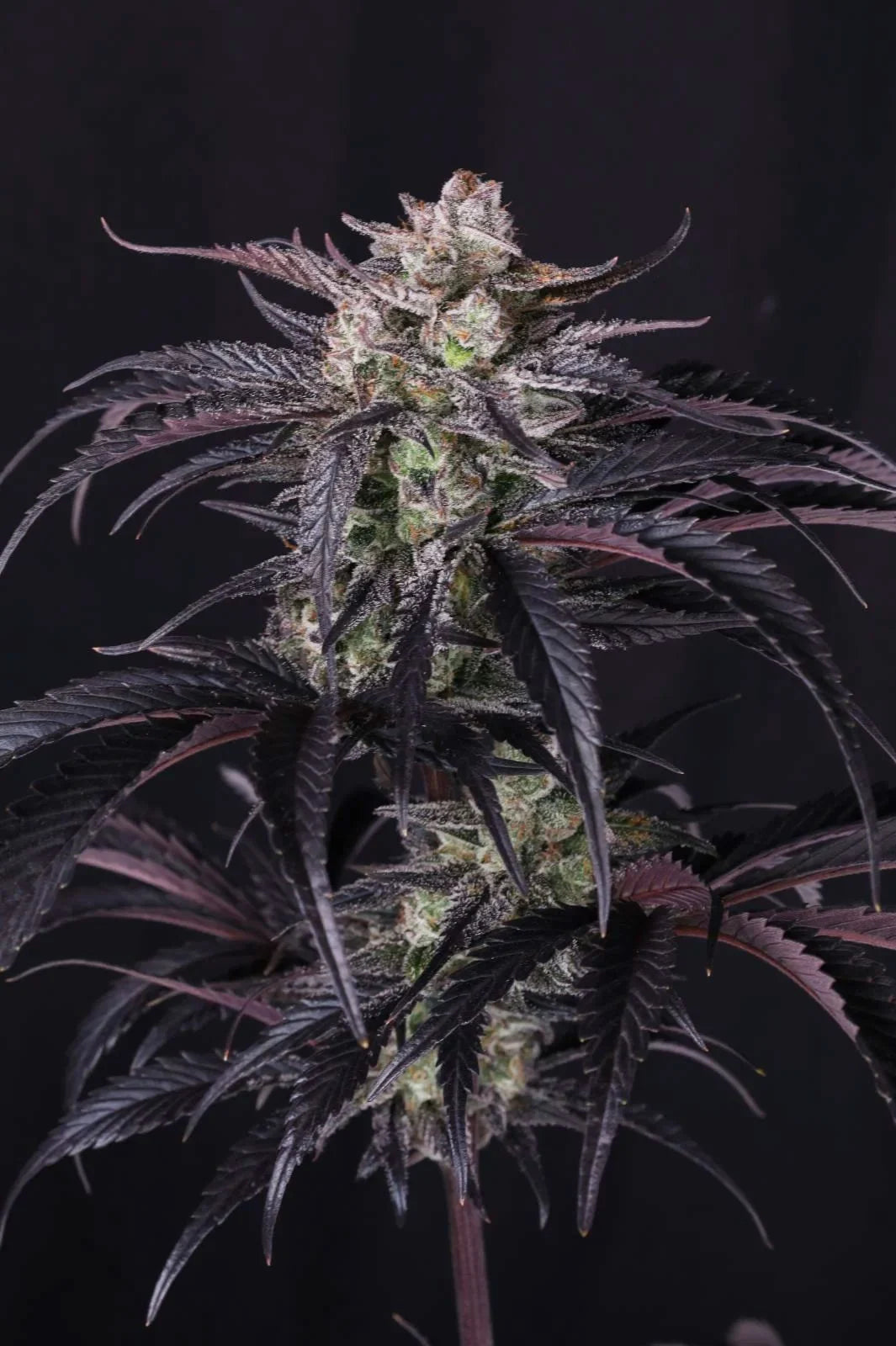 Strawberry Gorilla Auto RF3 - 2+1  free