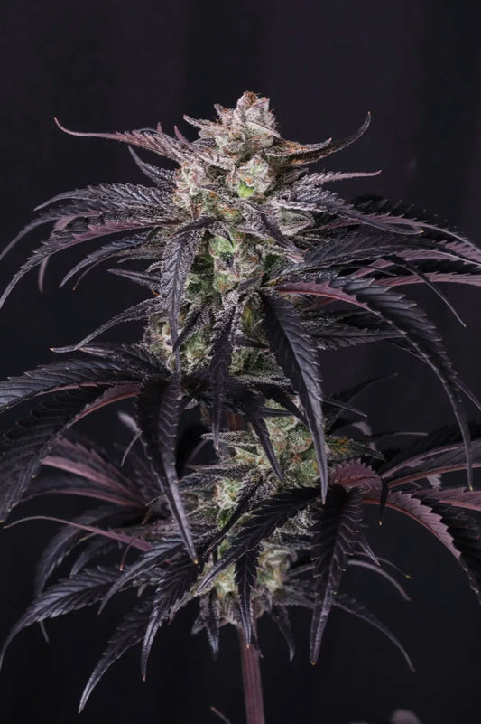 Strawberry Gorilla Auto RF3 - 2+1  FREE