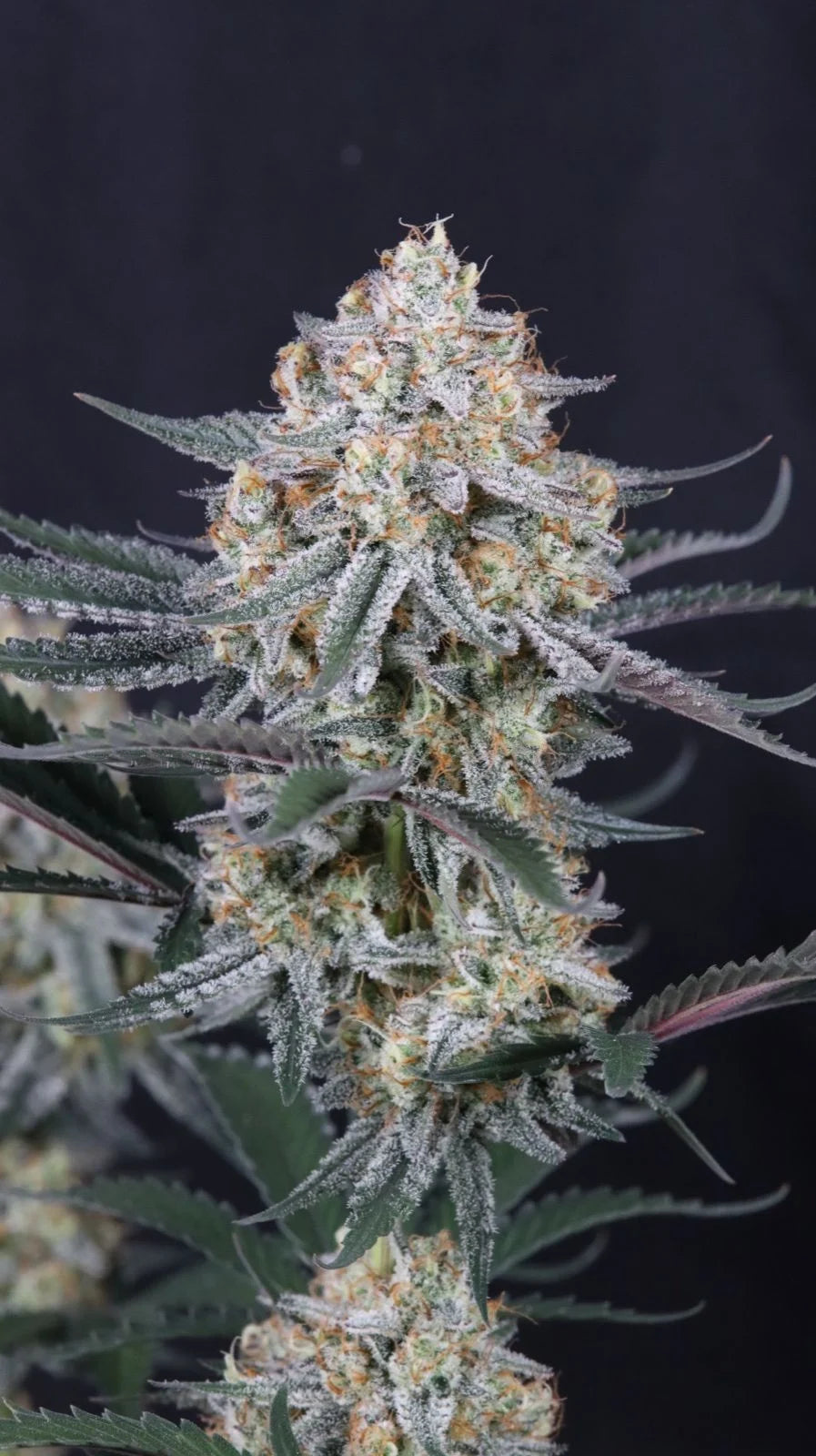 Guava Sundae Auto 2+1 FREE