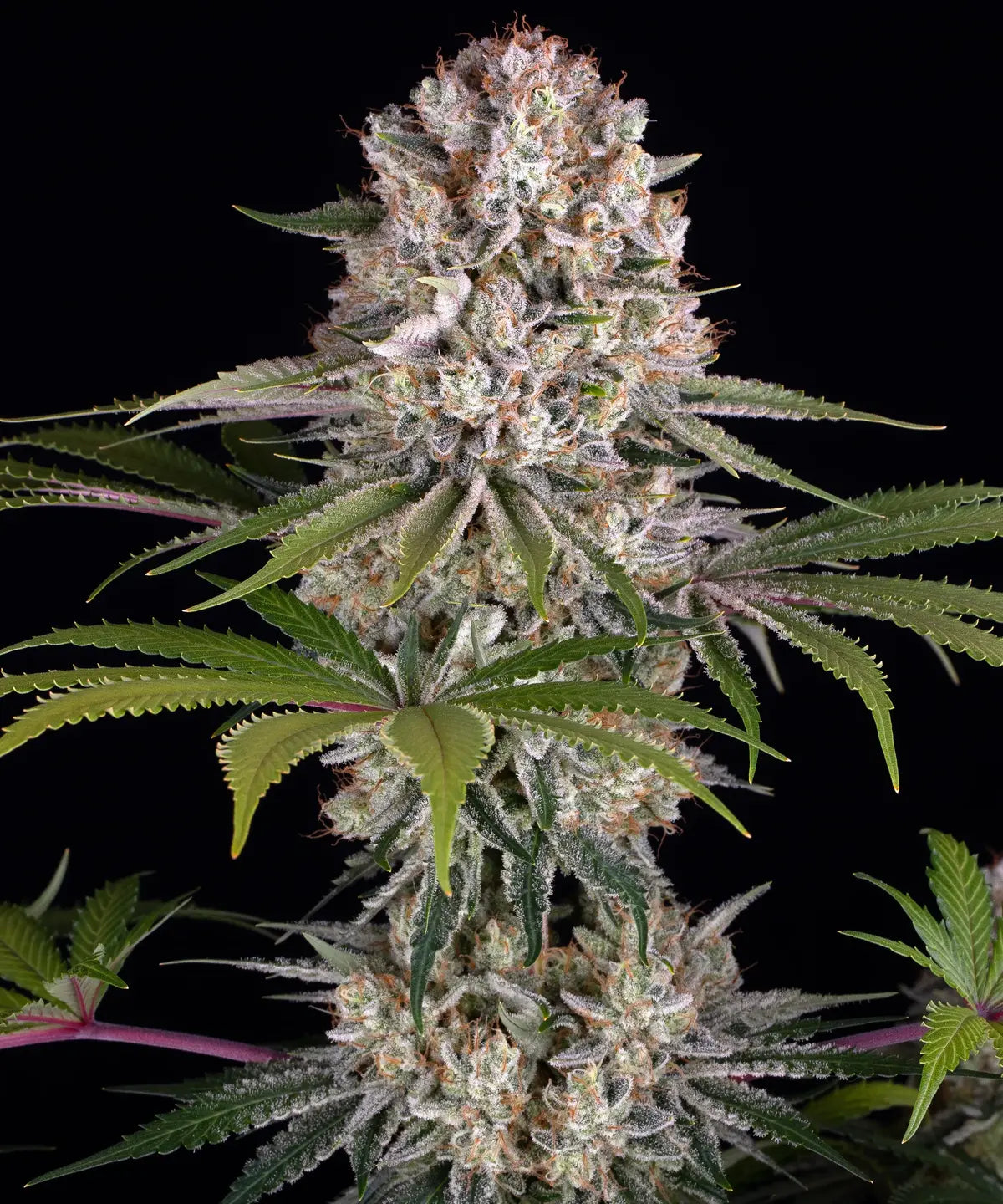 Amnesia Haze Strain