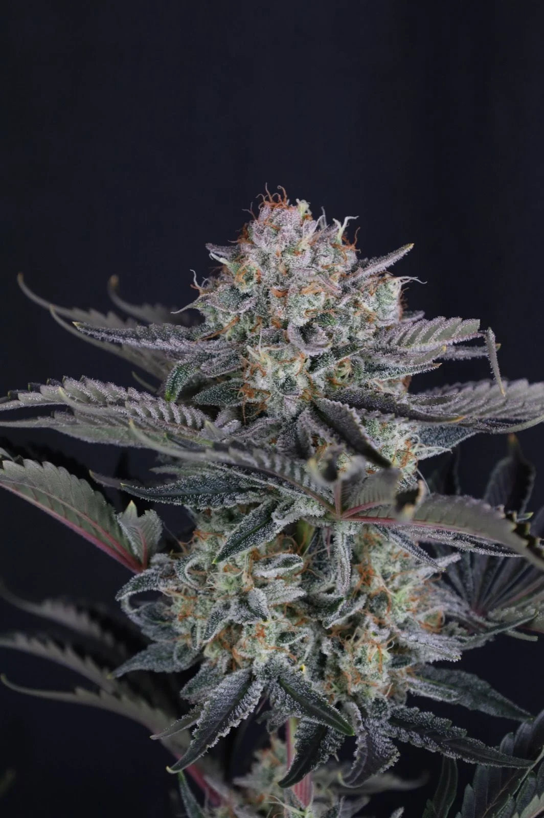 Mendo Frost Auto 2+1 FREE