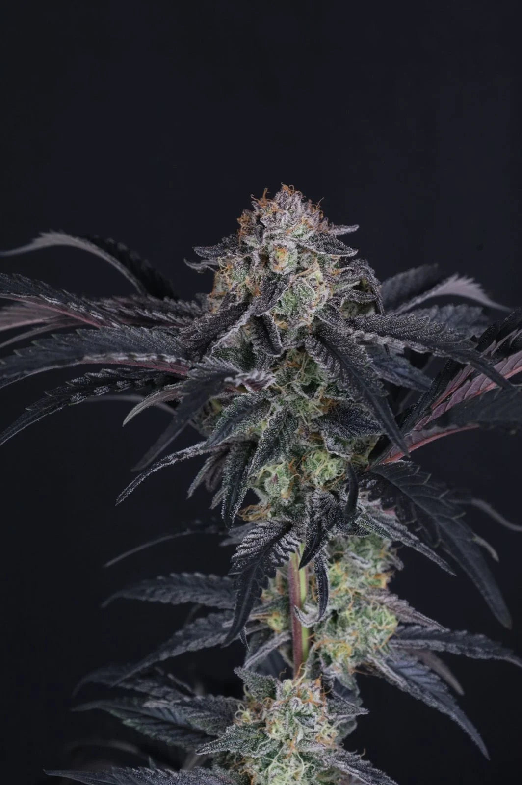 Mendo Frost Auto 2+1 FREE