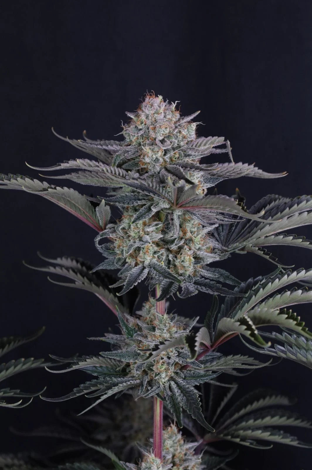 Mendo Frost Auto 2+1 FREE