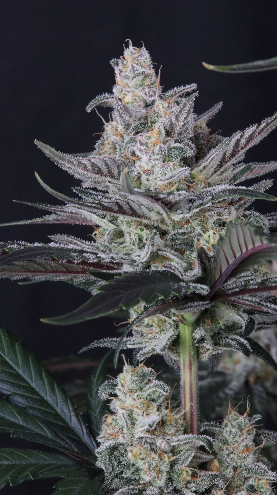 Mendo Guava Auto 2+1 FREE