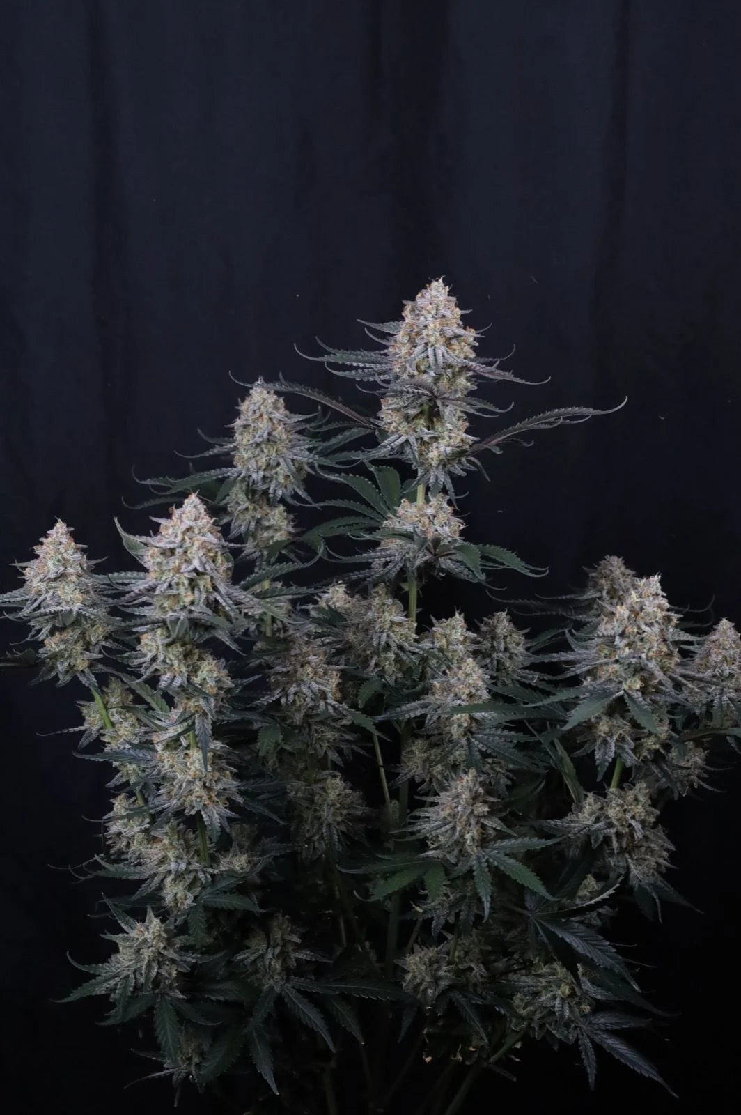 Guava Sundae Auto 2+1 FREE