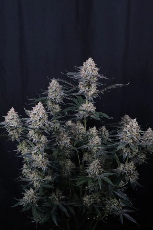 Guava Sundae Auto 2+1 FREE