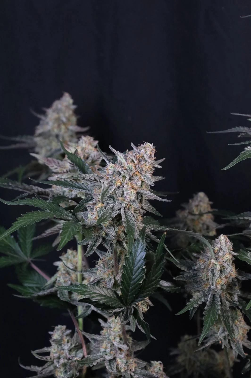Guava Sundae Auto 2+1 FREE