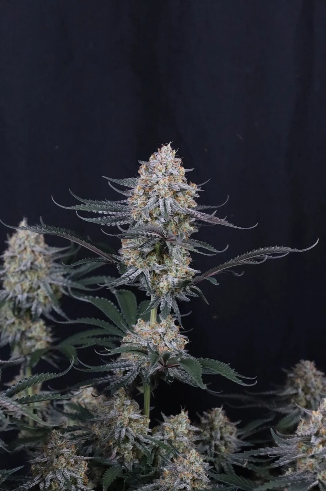 Guava Sundae Auto 2+1 FREE