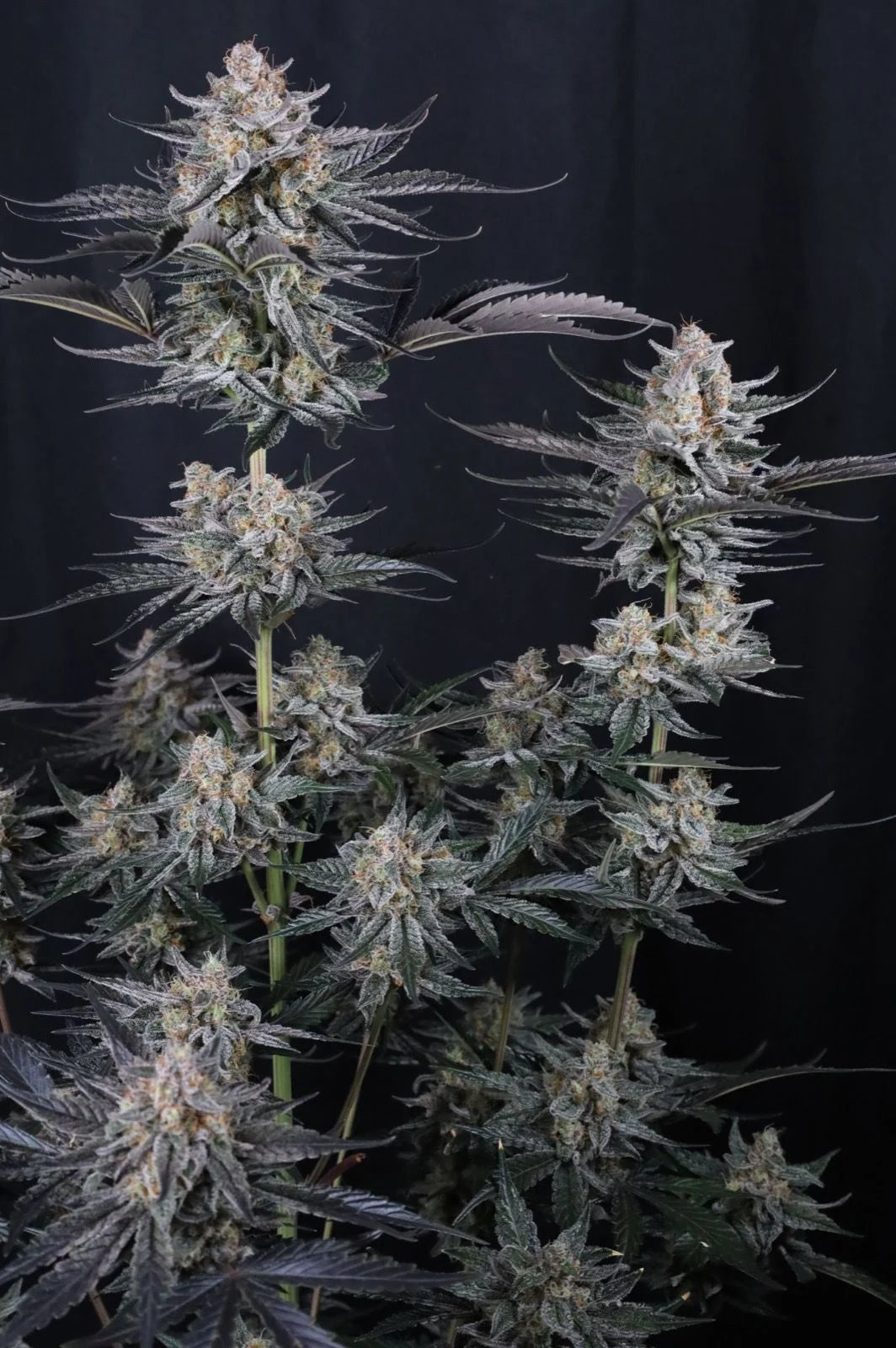 Mendo Guava Auto 2+1 FREE
