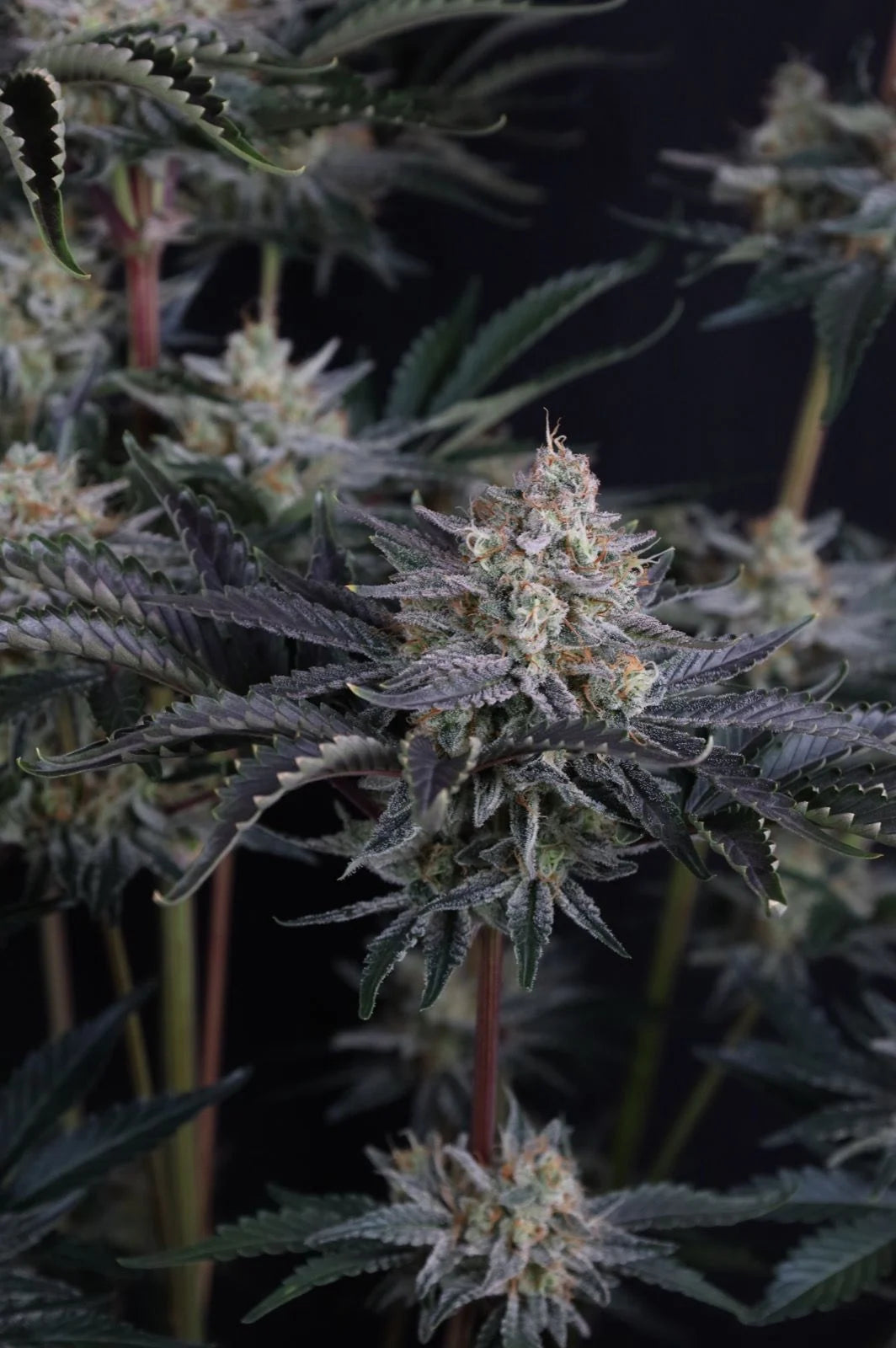 Mendo Frost Auto 2+1 FREE