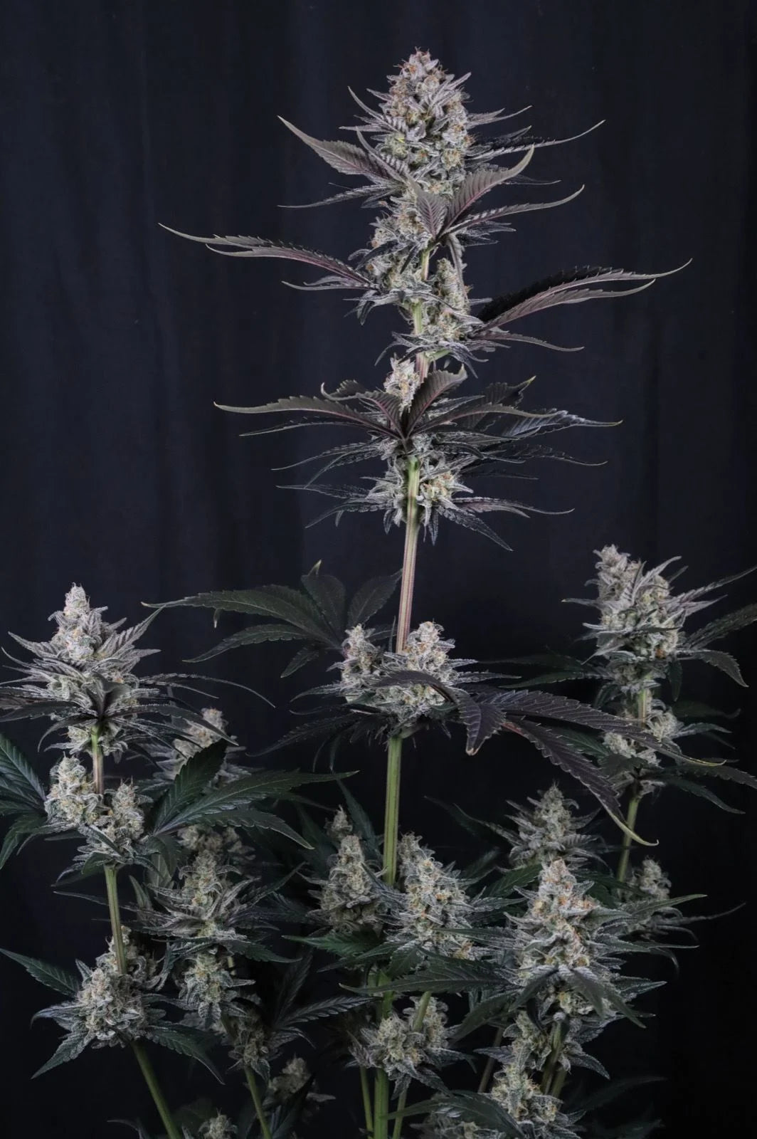 Mendo Guava Auto 2+1 FREE