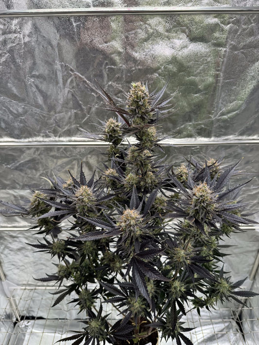 Guava Auto RF3™ 2+1 FREE