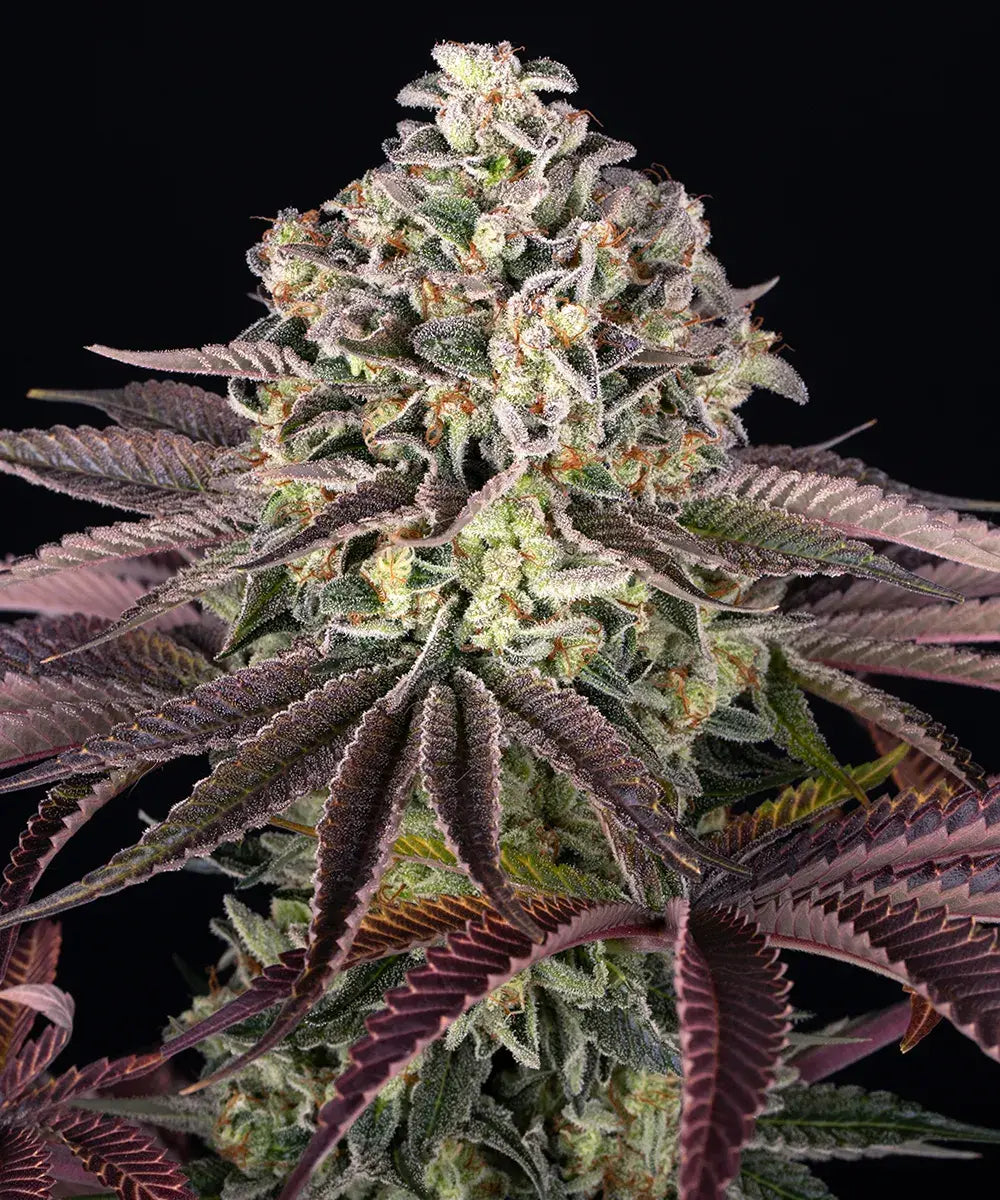 GrandDaddy Purple Fem