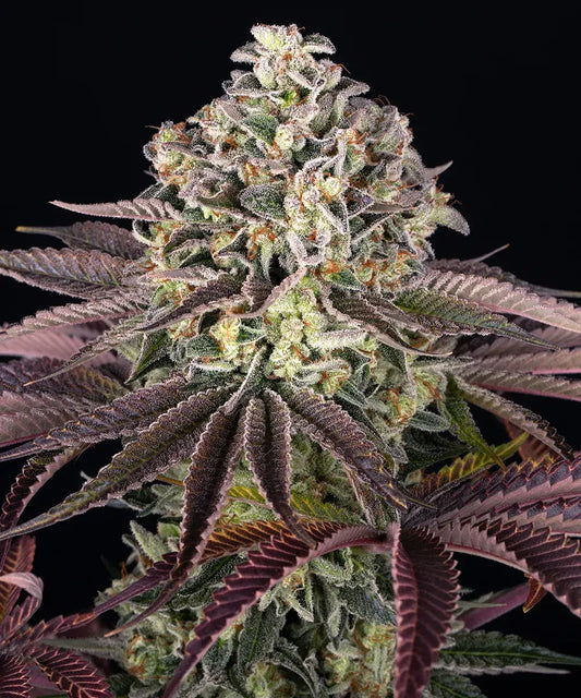 GrandDaddy Purple Fem