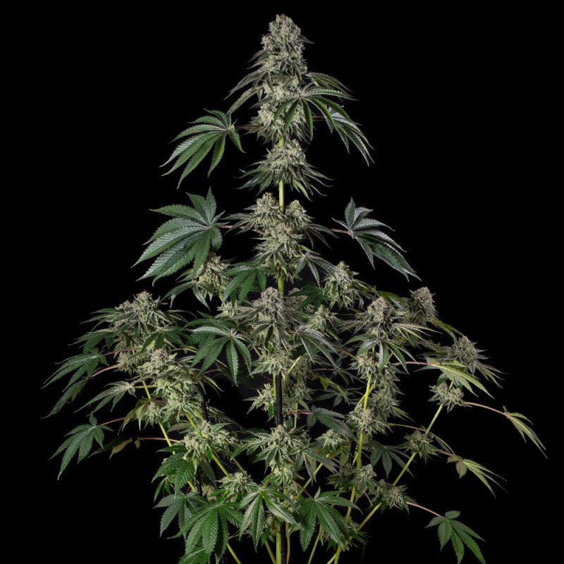 Jamaican Mountain Julian Marley