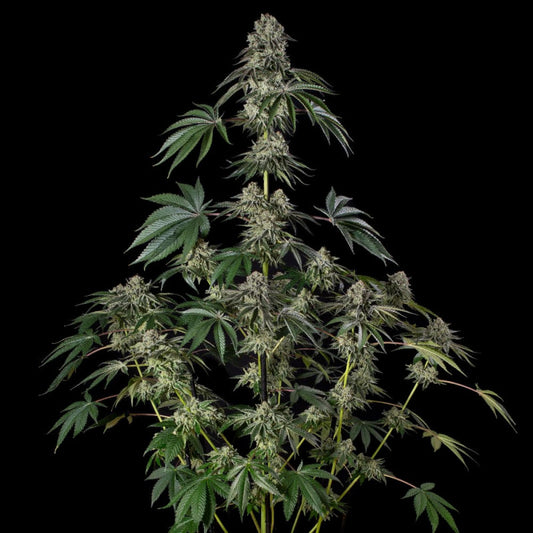 Jamaican Mountain Julian Marley