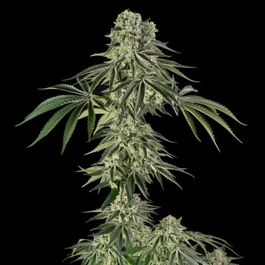 Jamaican Mountain Julian Marley