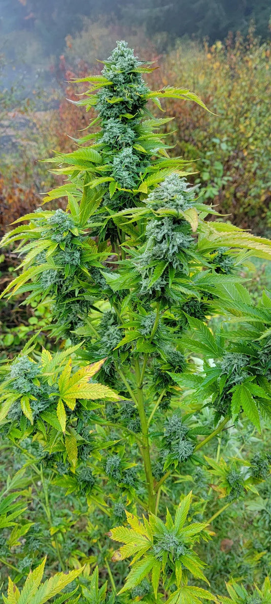White widow (bulk seeds)