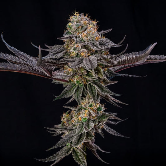 Julian Marley Seeds

King of Kings
